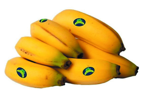 Platano Canario